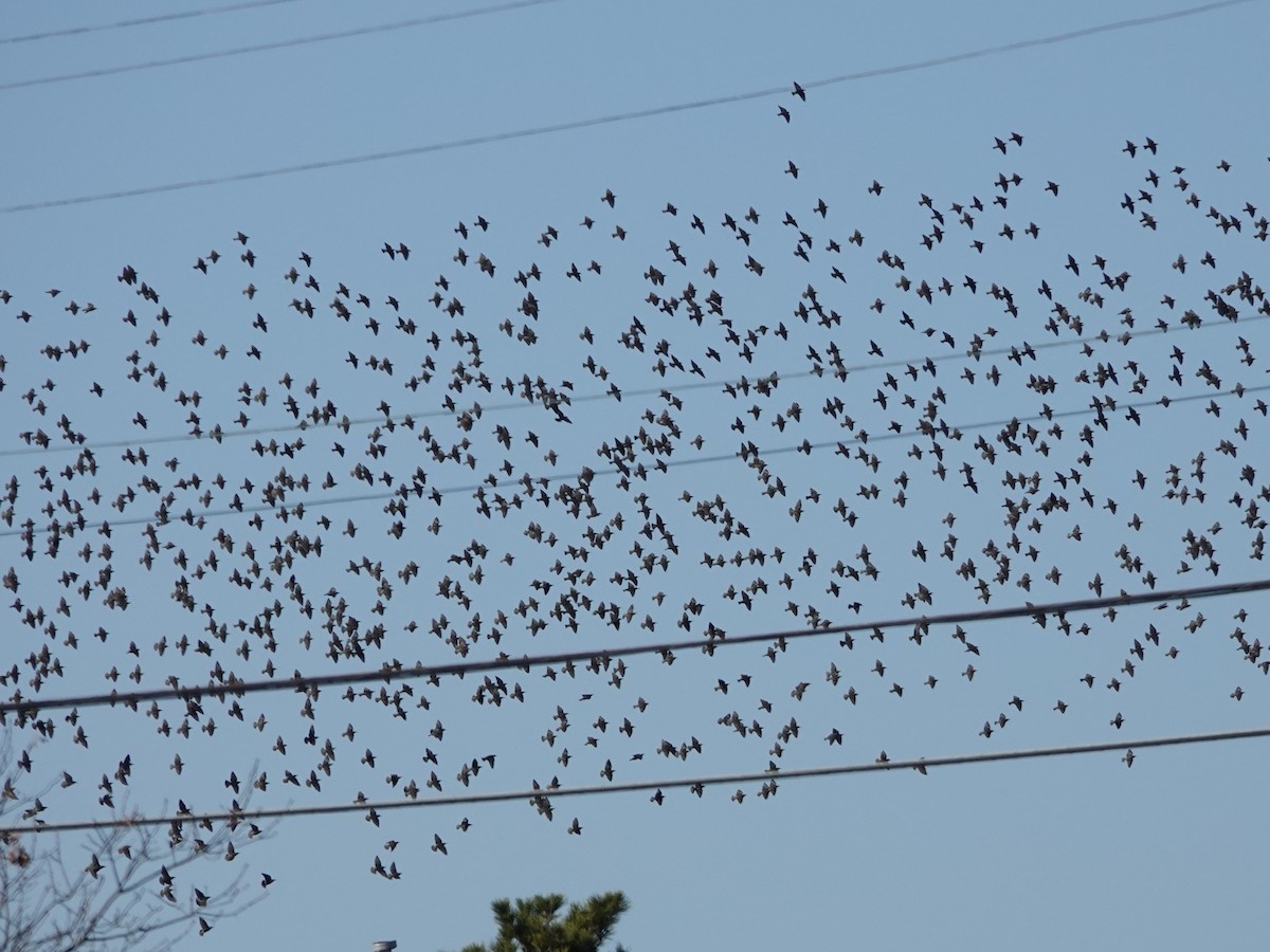 European Starling - ML646081012