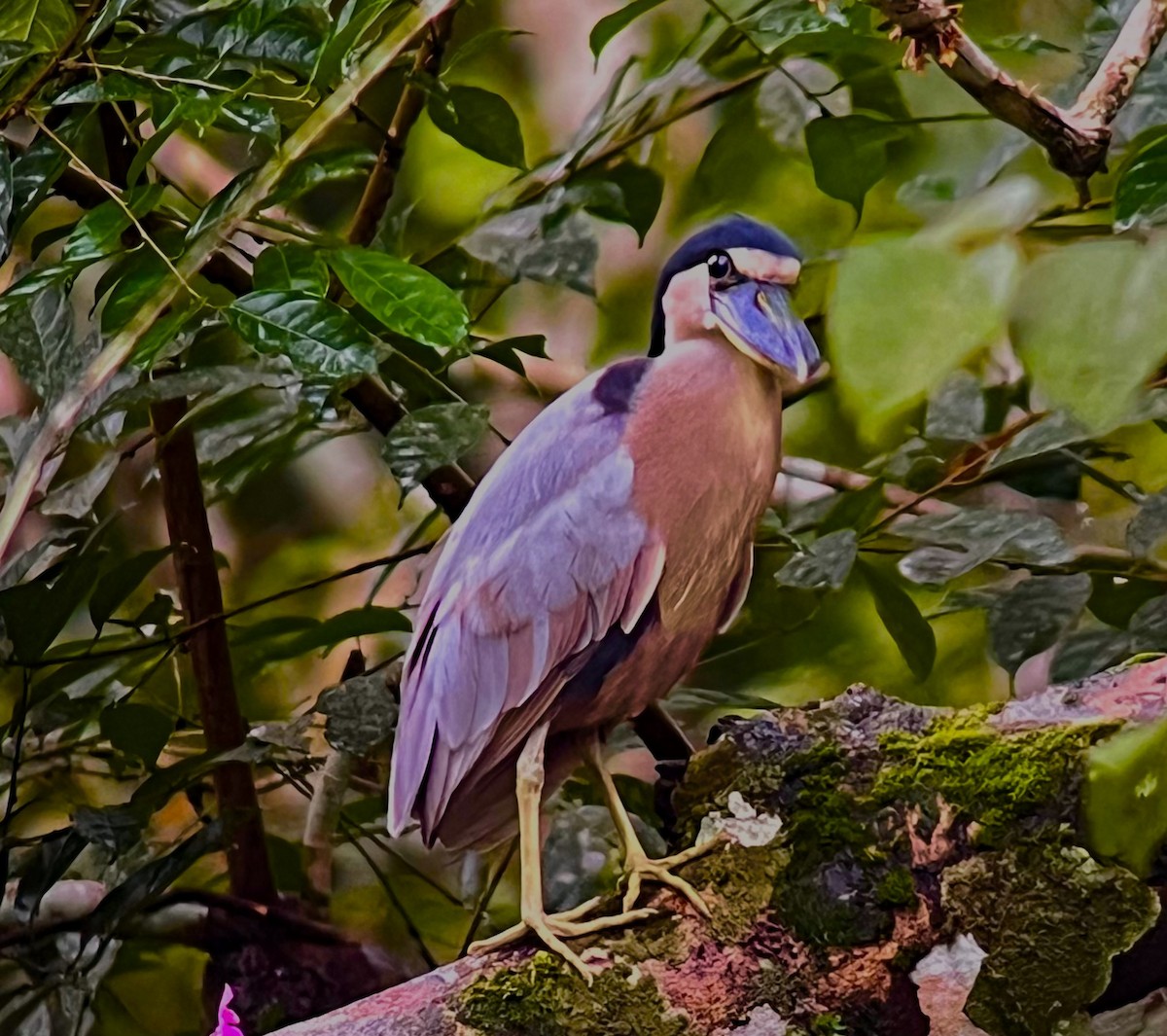 Boat-billed Heron - ML646081013