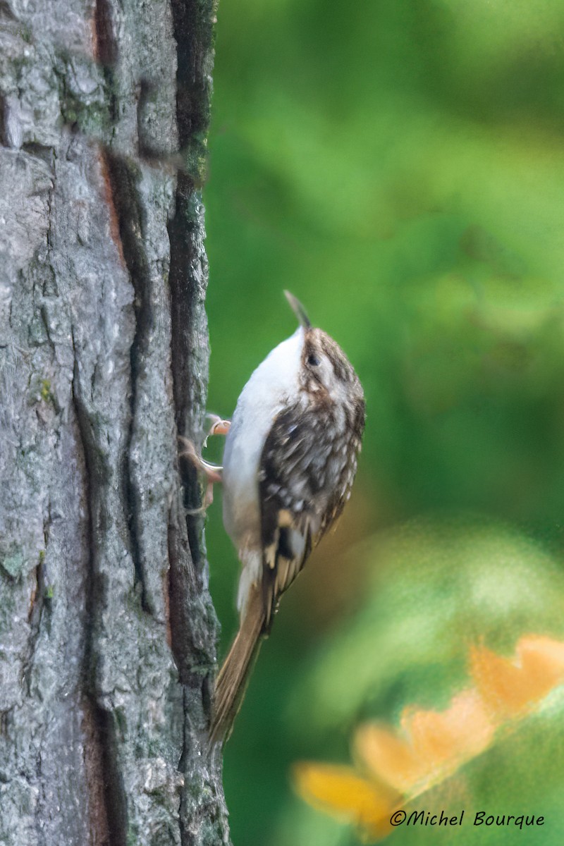 Brown Creeper - ML646081016