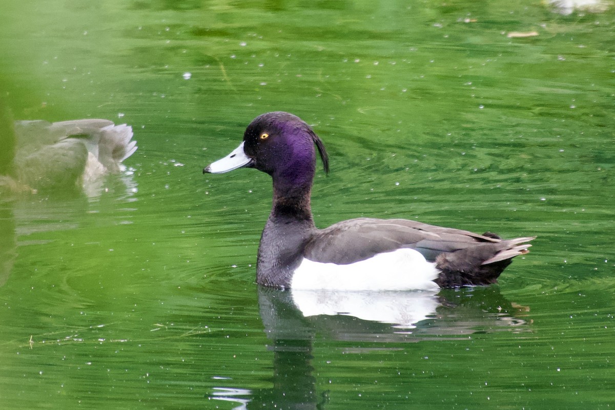 Tufted Duck - ML646081017