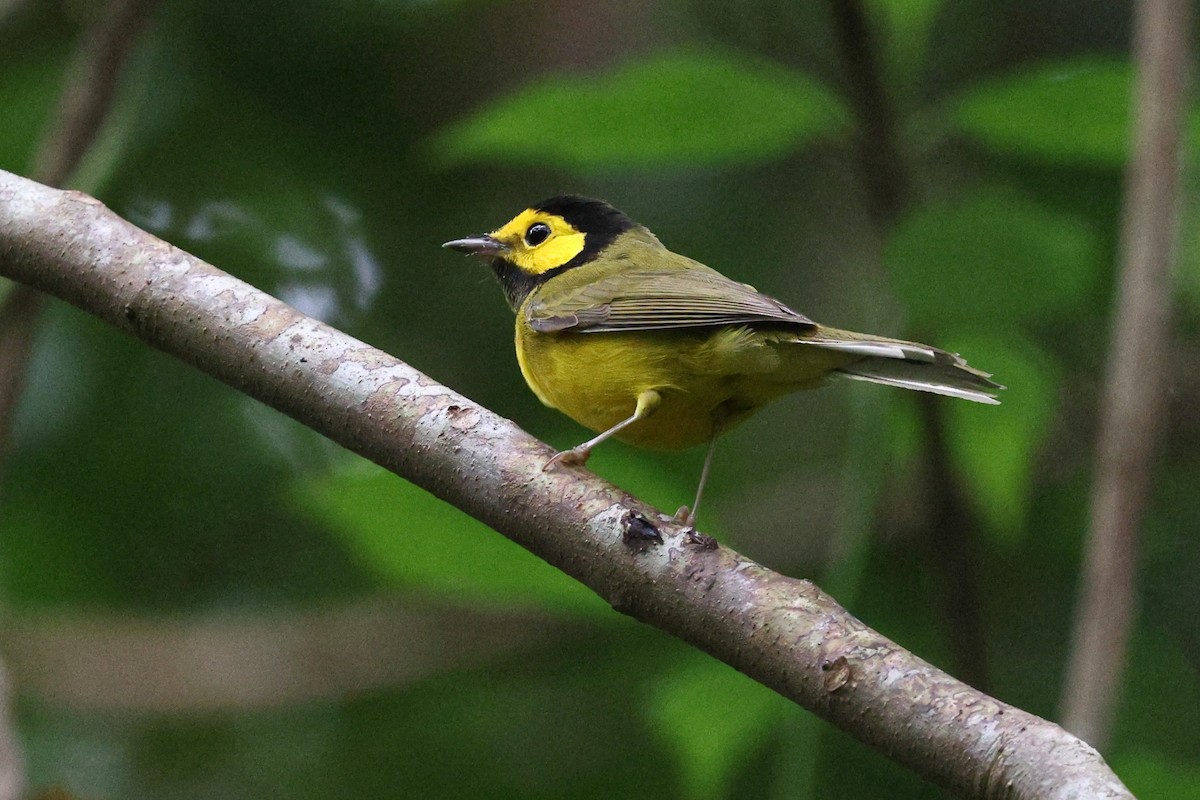 クロズキンアメリカムシクイ - ML646081019