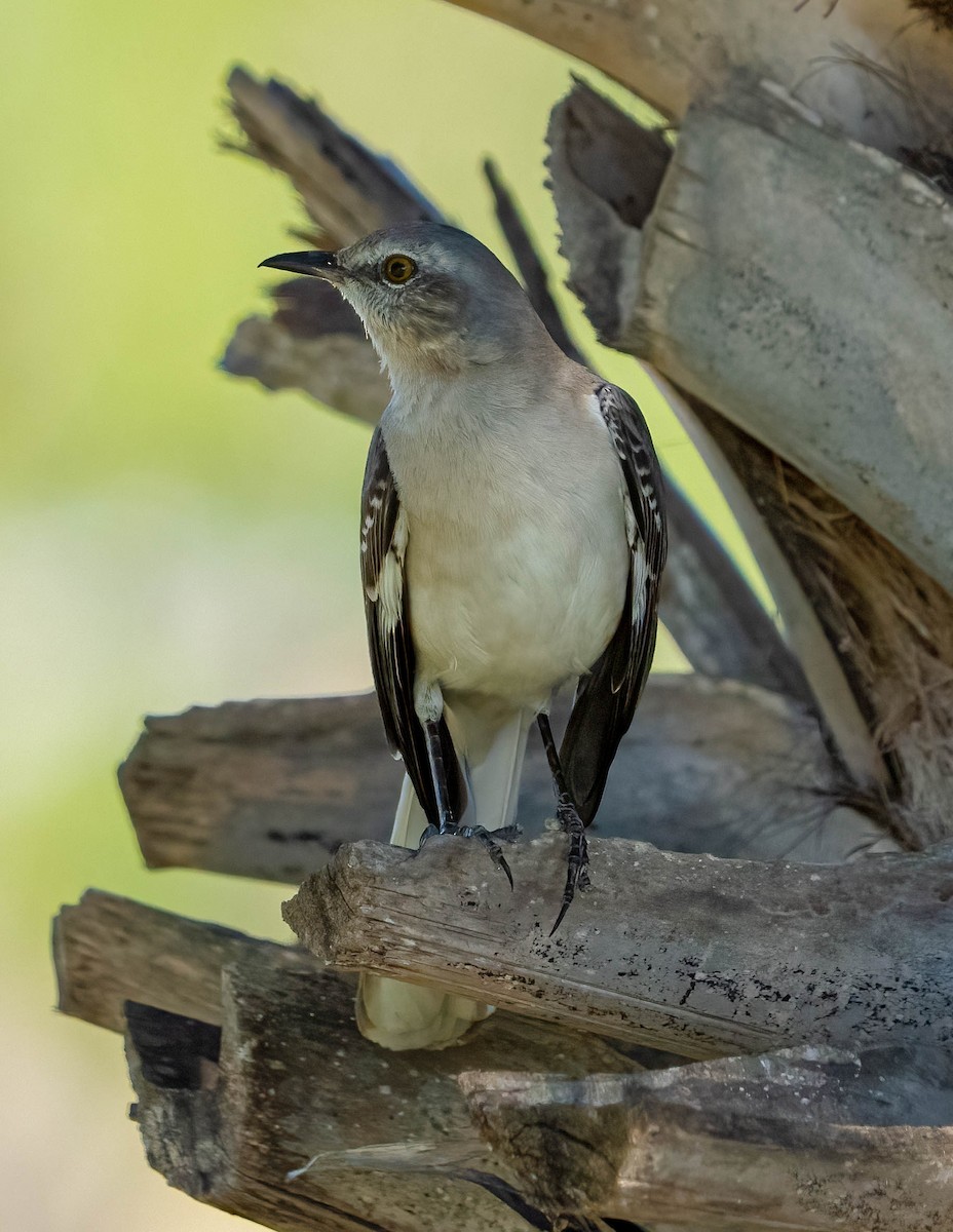 Northern Mockingbird - ML646081020