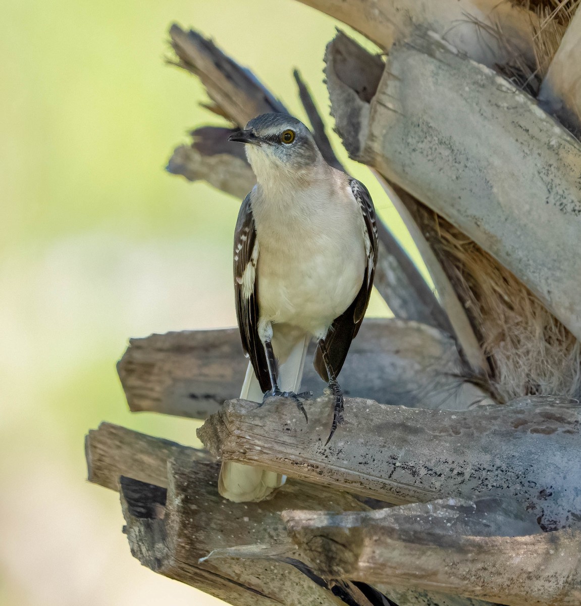 Northern Mockingbird - ML646081021