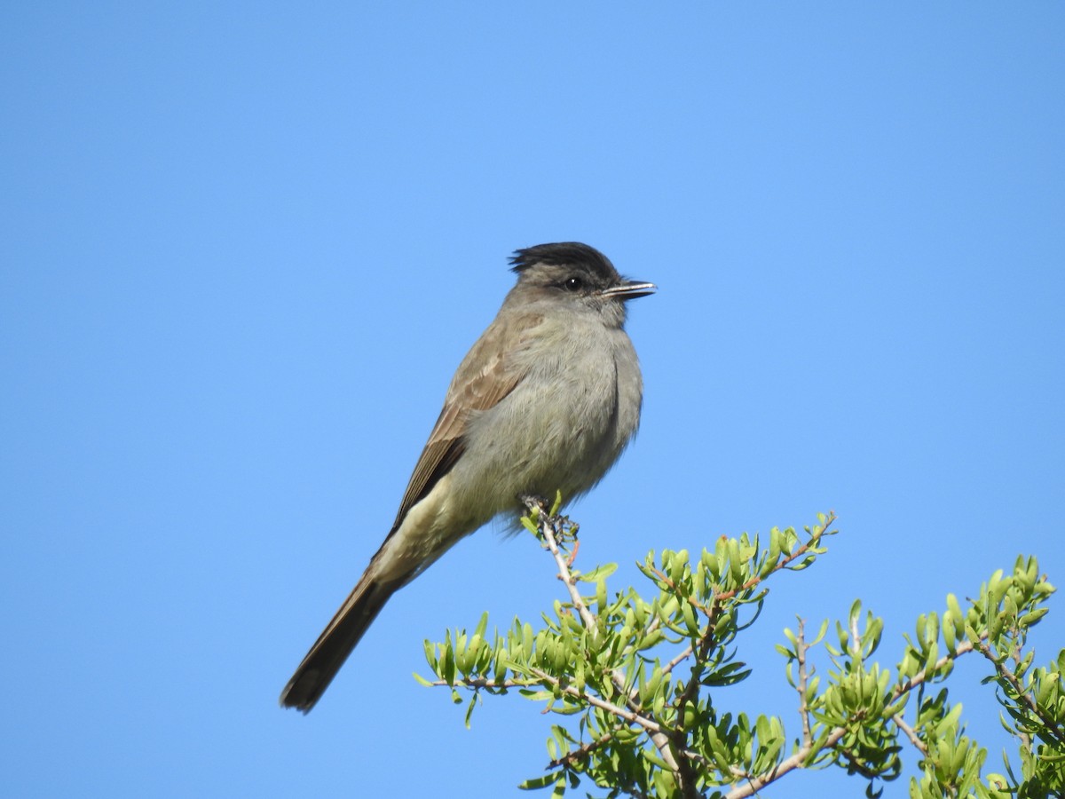Crowned Slaty Flycatcher - ML646081023