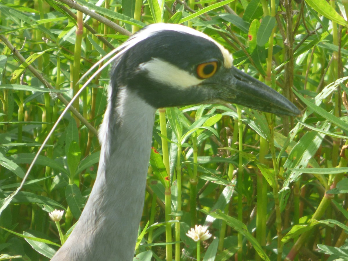 אנפת לילה צהובת-כיפה - ML646081024