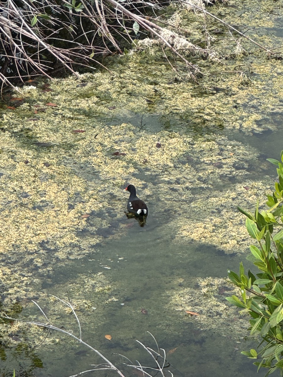 Gallinule d'Amérique - ML646081027