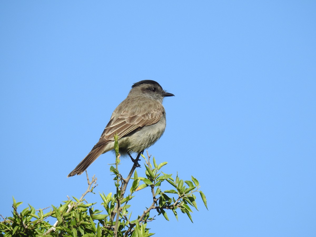 Crowned Slaty Flycatcher - ML646081039