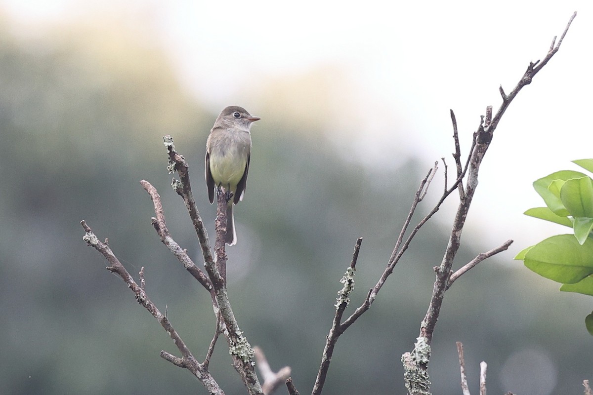 Least Flycatcher - ML646081045