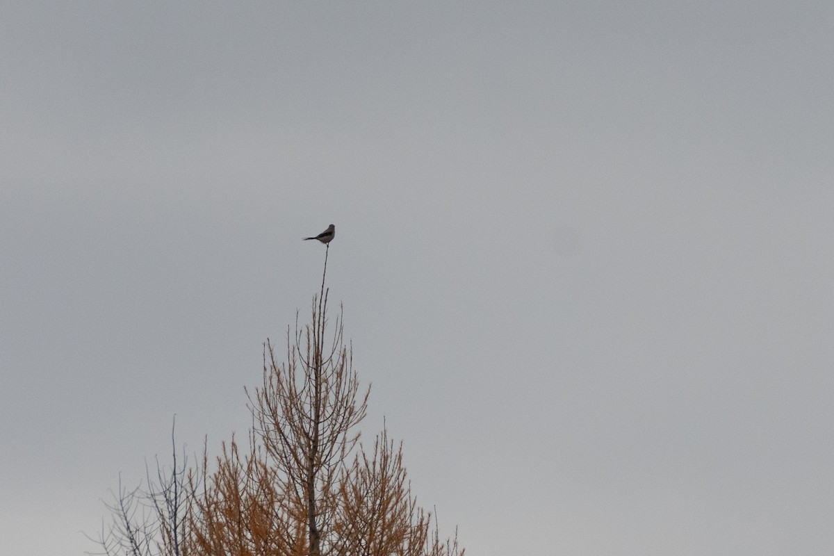 ťuhýk severní - ML646081046