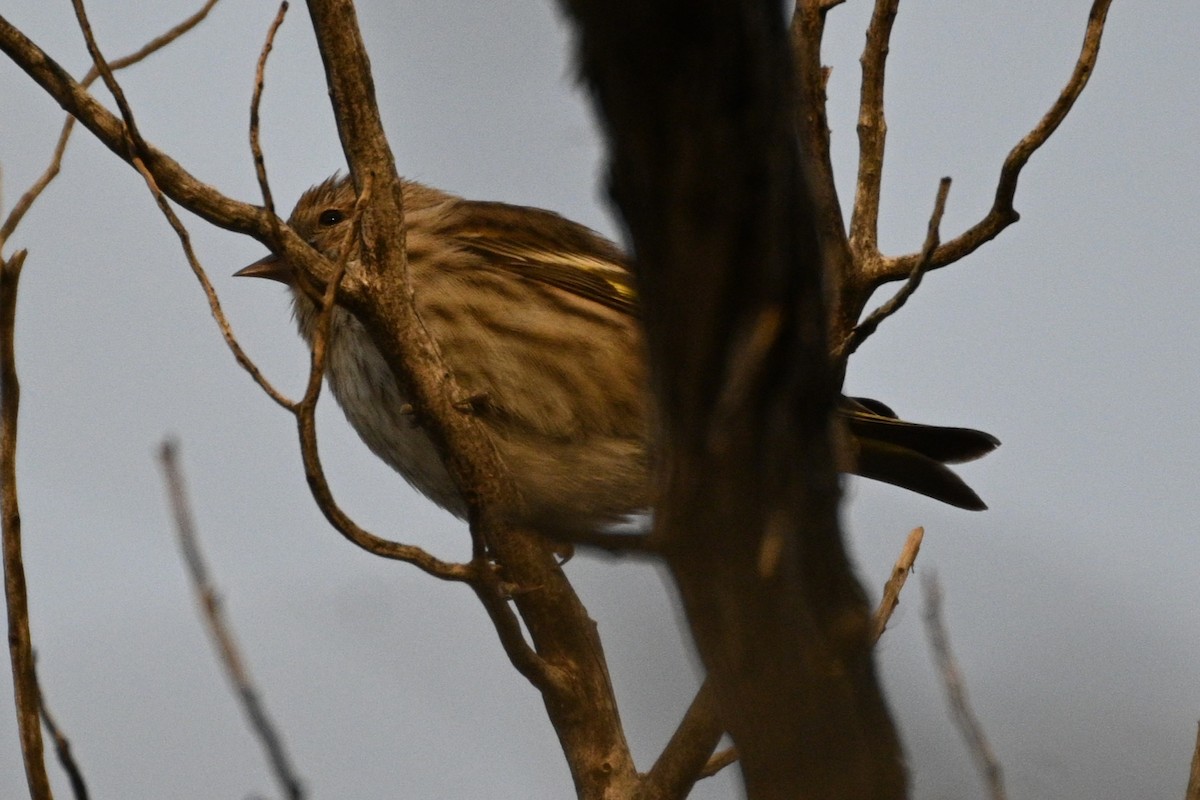 stripesisik - ML646081047