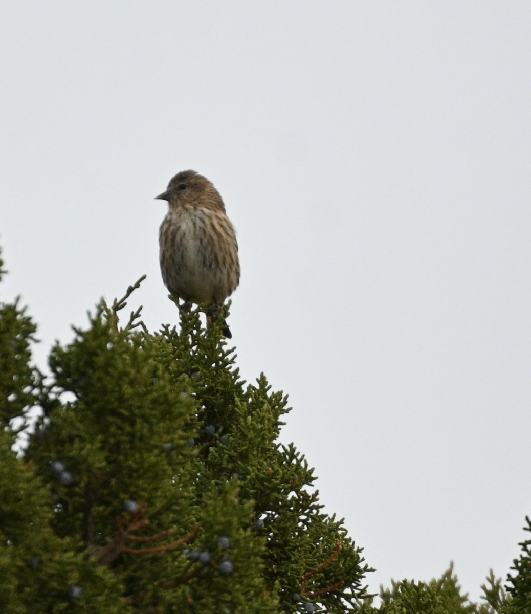 stripesisik - ML646081048