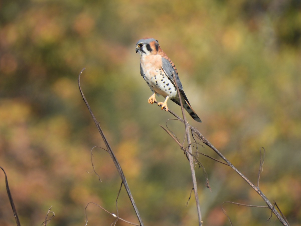 American Kestrel - ML646081055