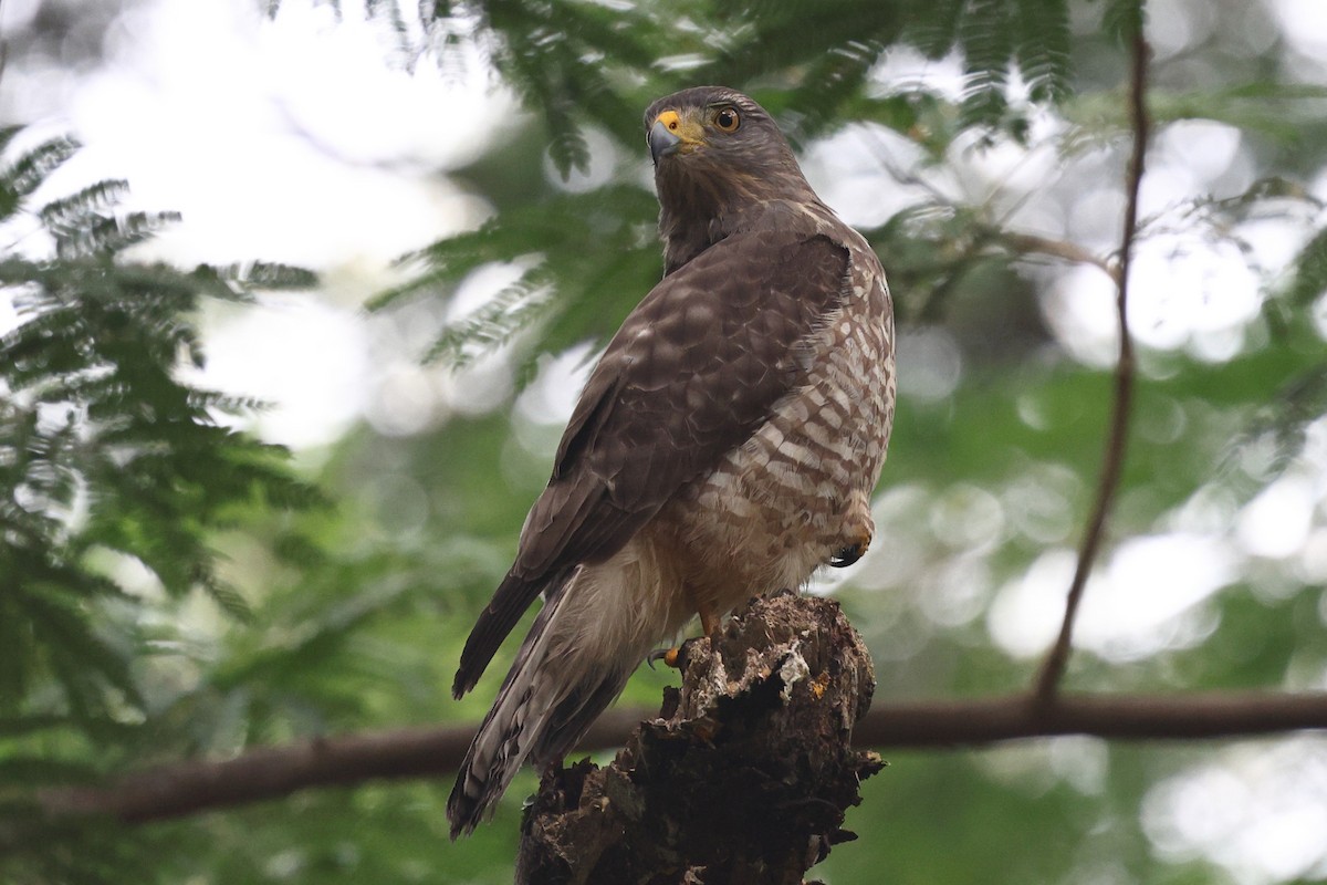 Roadside Hawk (Northern) - ML646081060