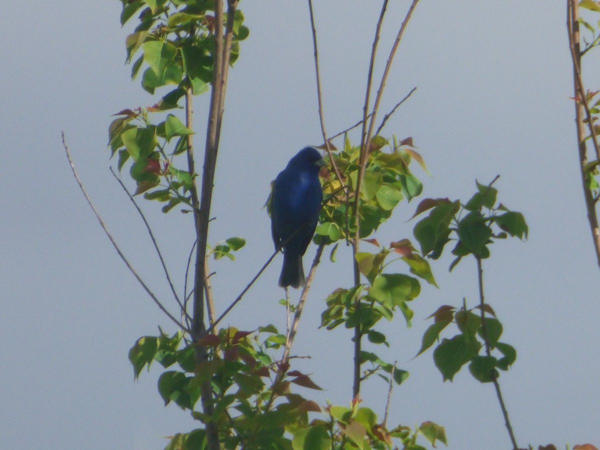 Индиговый колорин - ML646081061