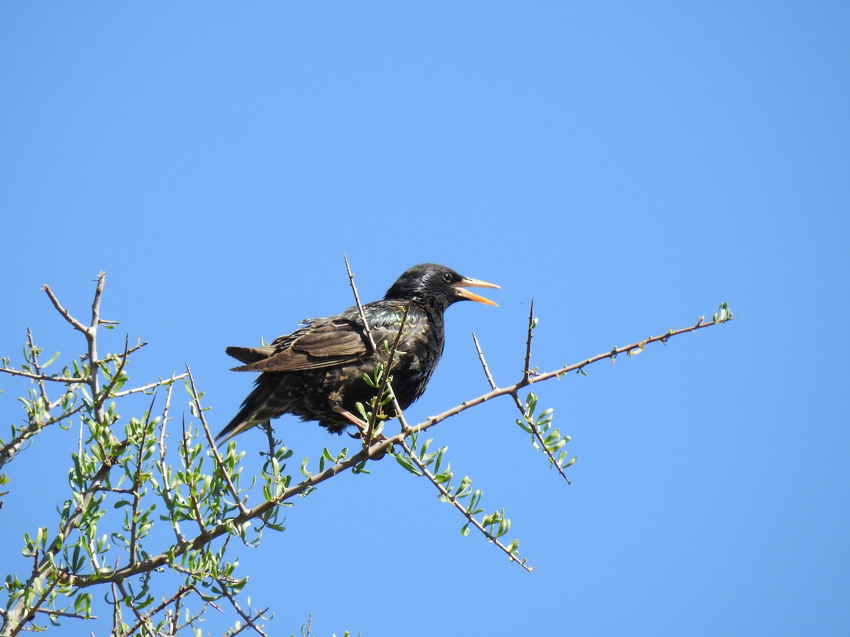 European Starling - ML646081065
