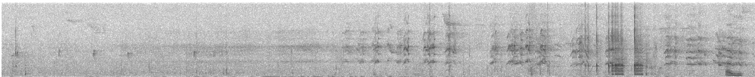 Cotorra Colinegra - ML646081069