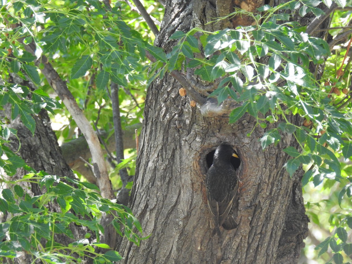 European Starling - ML646081084