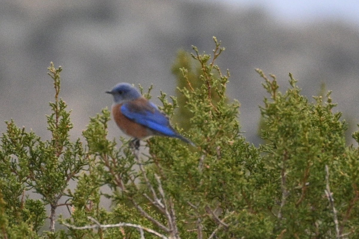 Western Bluebird - ML646081087