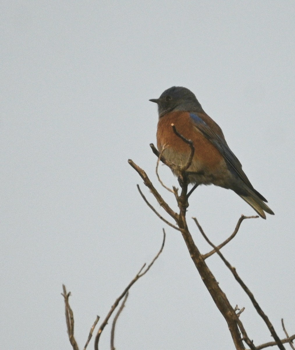 Western Bluebird - ML646081088