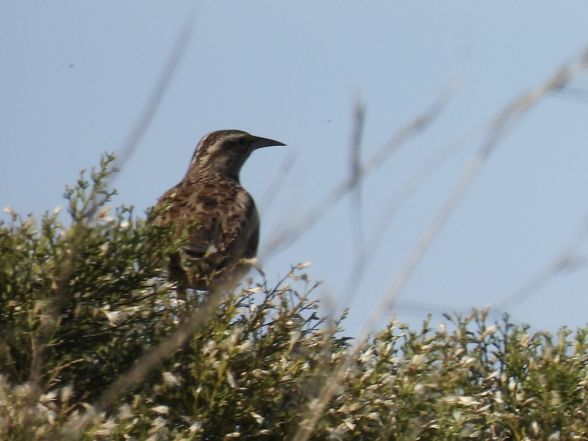 Western Meadowlark - ML646081091