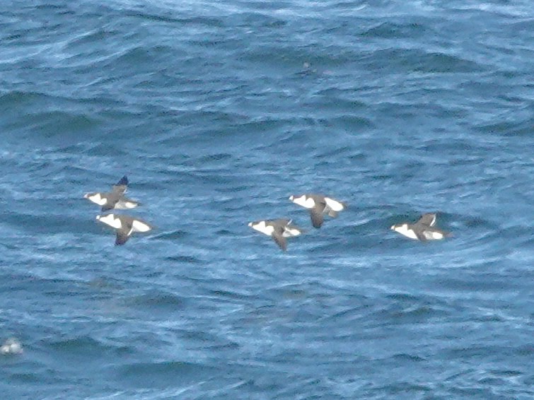 Razorbill - ML646081092