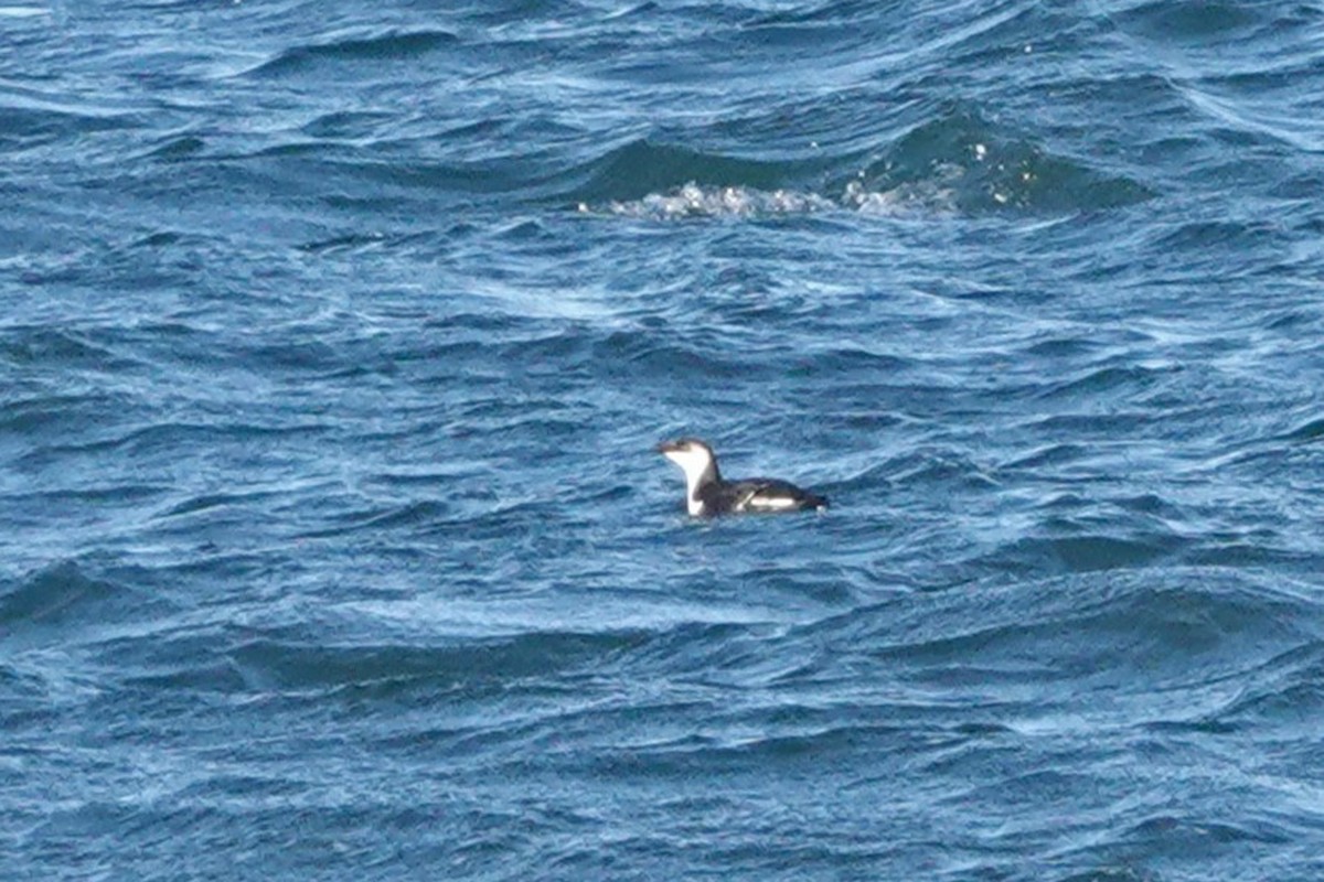 Razorbill - ML646081093