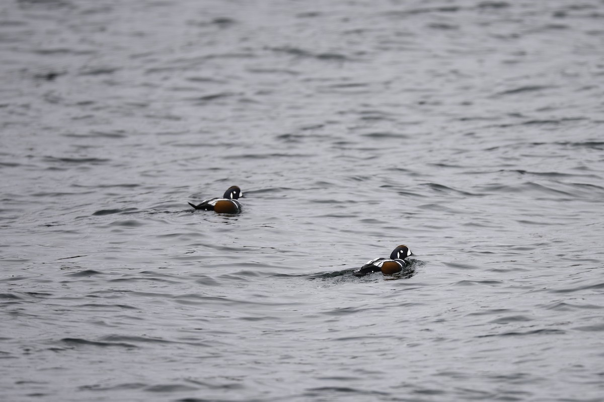 Harlequin Duck - ML646081097