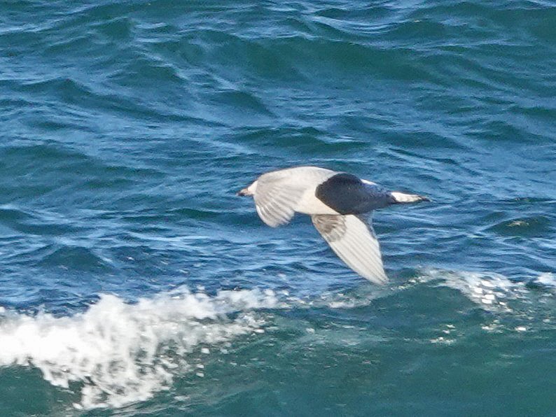 Iceland Gull - ML646081104