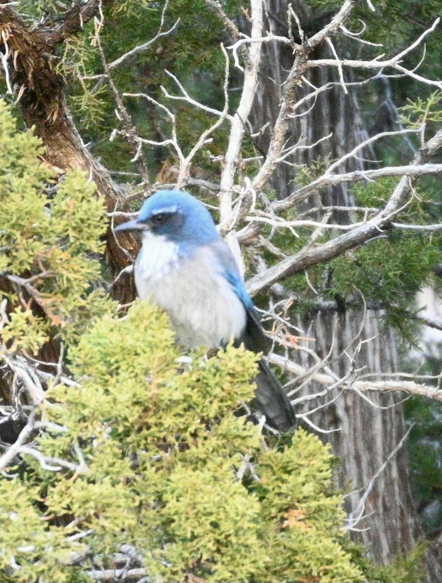 Woodhouse's Scrub-Jay - ML646081108
