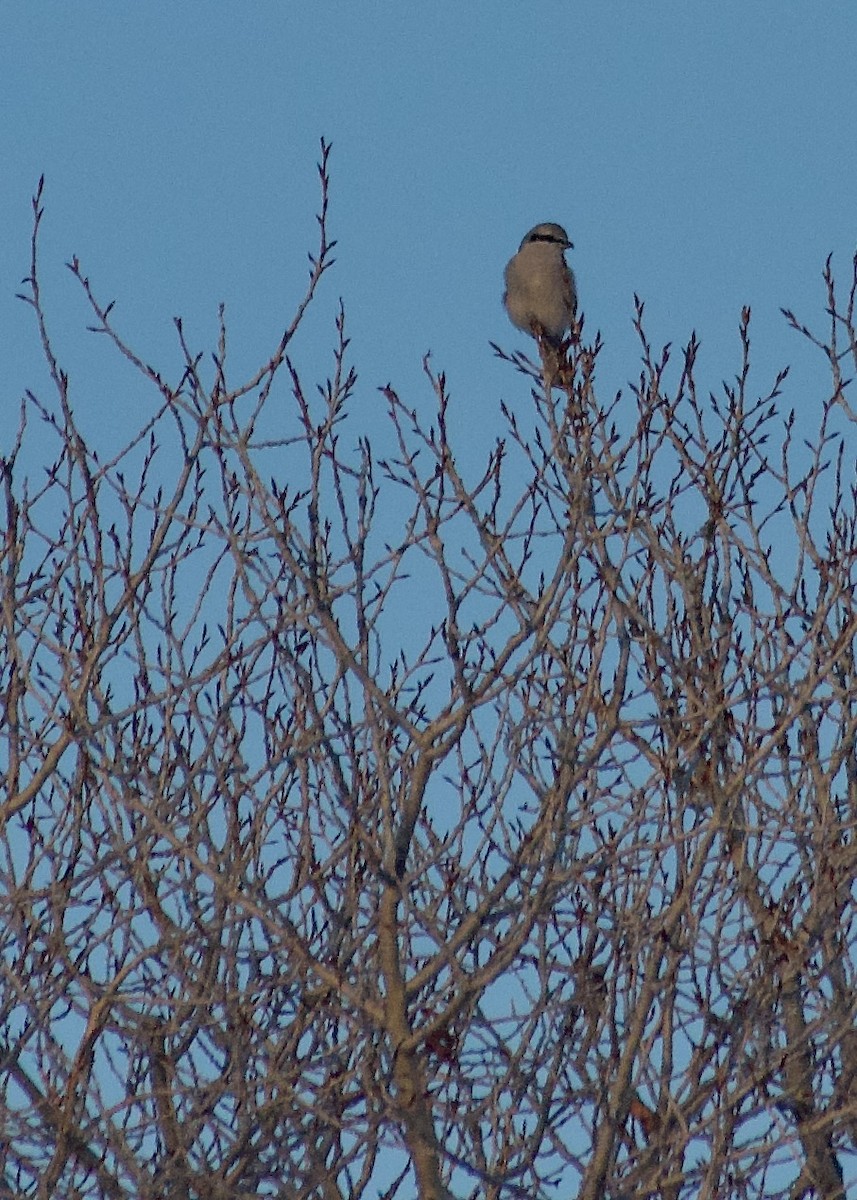 ťuhýk severní - ML646081110