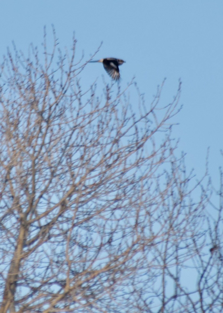 ťuhýk severní - ML646081120