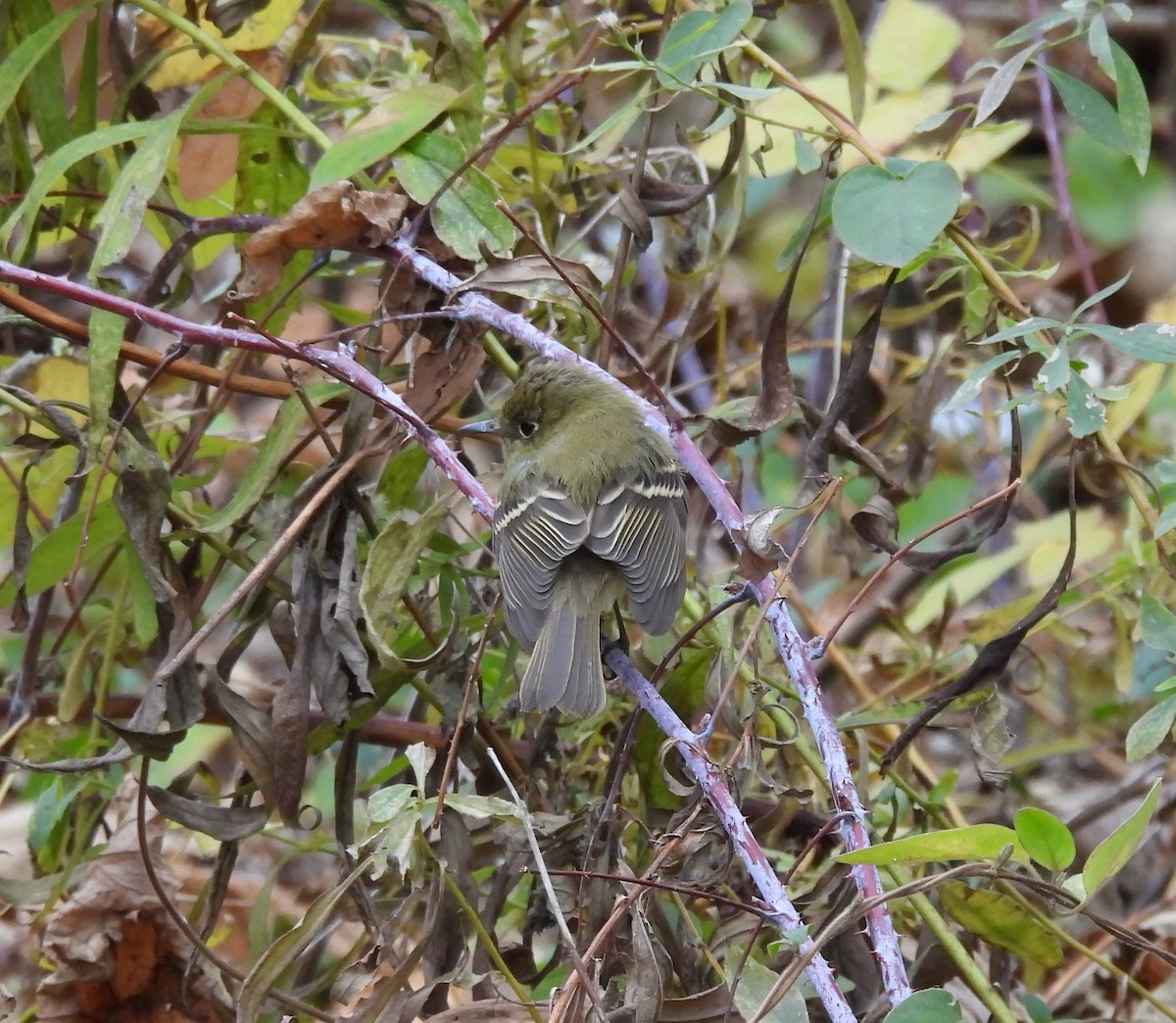 Western Flycatcher - ML646081123