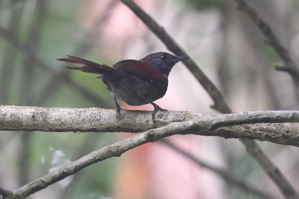 Rufous-breasted Spinetail - ML646081124