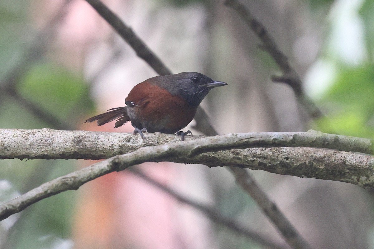 Rufous-breasted Spinetail - ML646081125