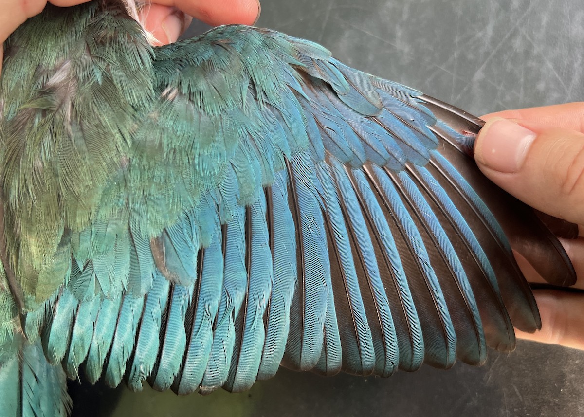 Mariana Kingfisher - ML646081140