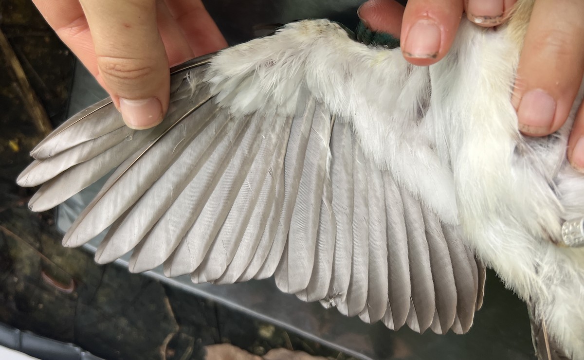 Mariana Kingfisher - ML646081141