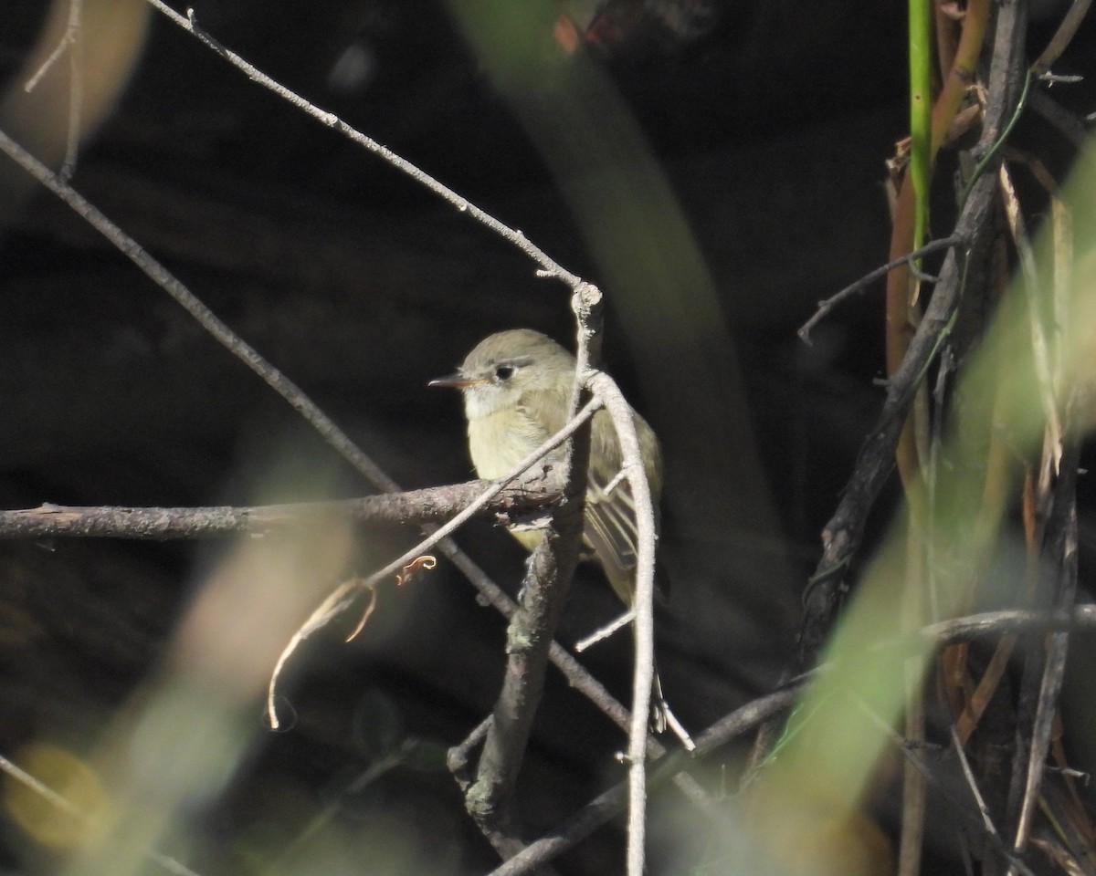 Least Flycatcher - ML646081144