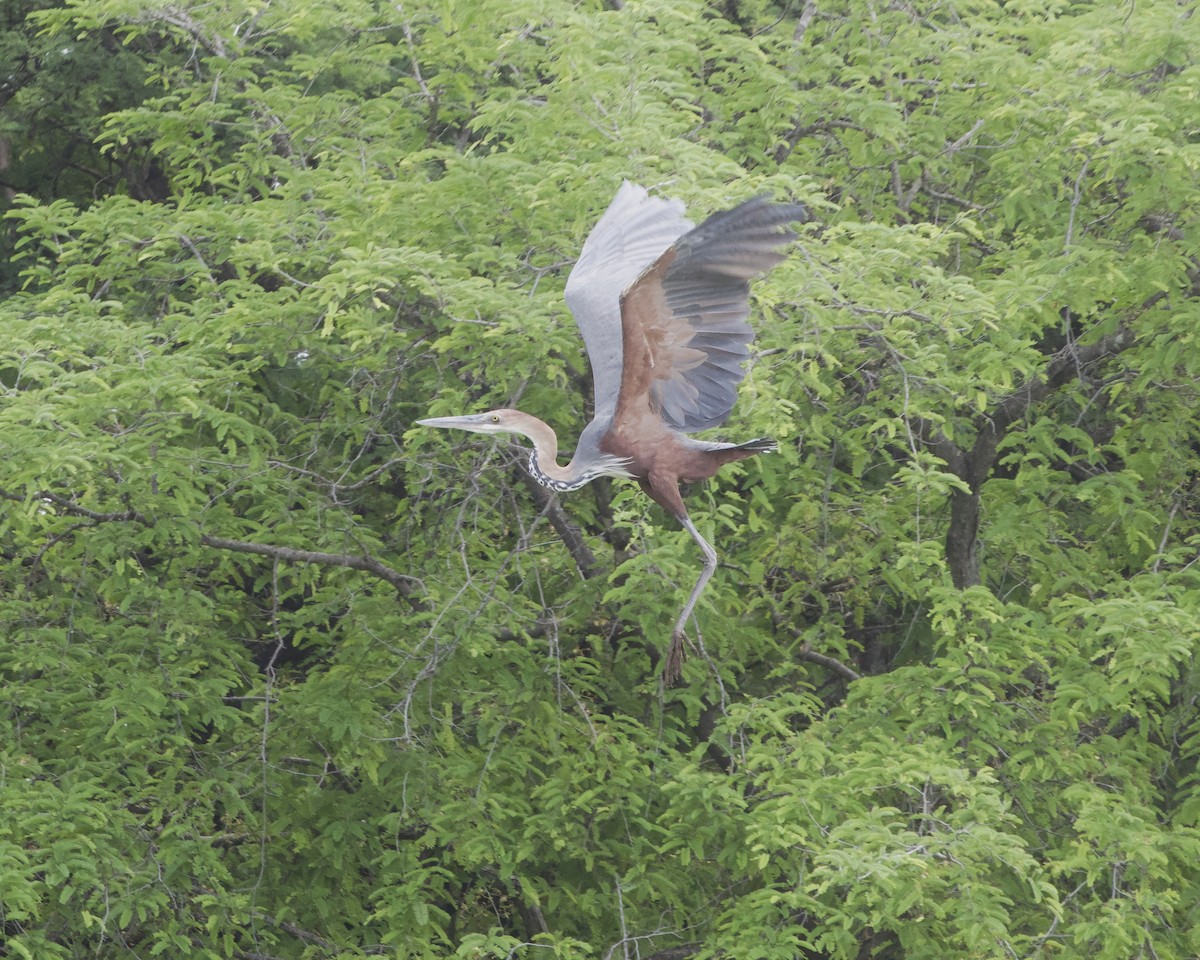 volavka obrovská - ML646081148