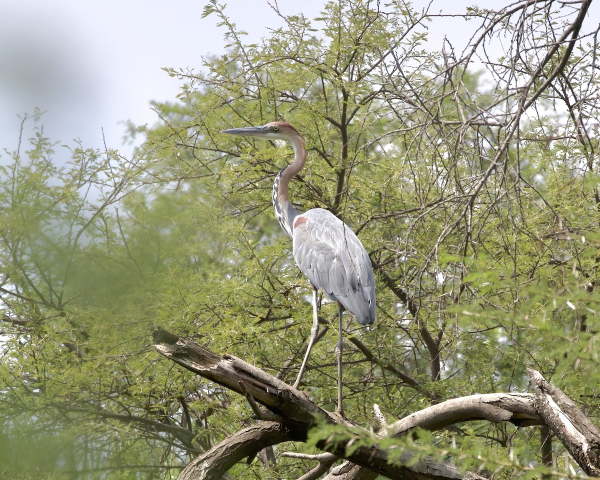 volavka obrovská - ML646081149