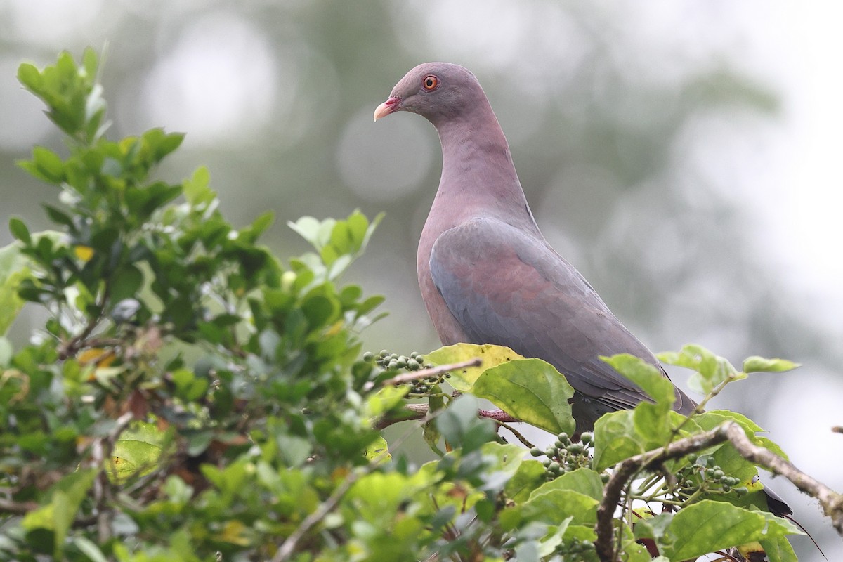 Red-billed Pigeon - ML646081155