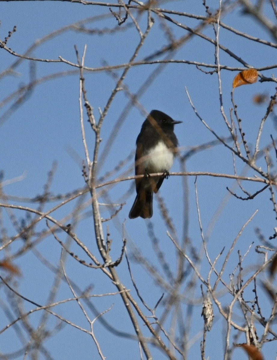 Black Phoebe - ML646081156