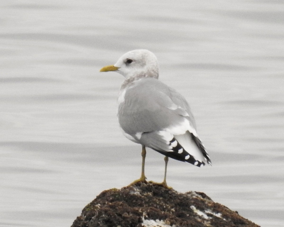 Short-billed Gull - ML646081177