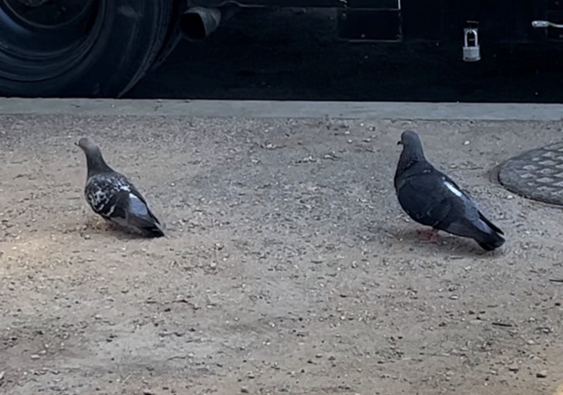 יונת בית - ML646081178