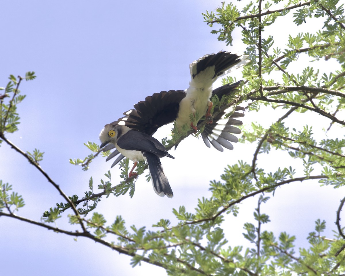 White-crested Helmetshrike - ML646081180