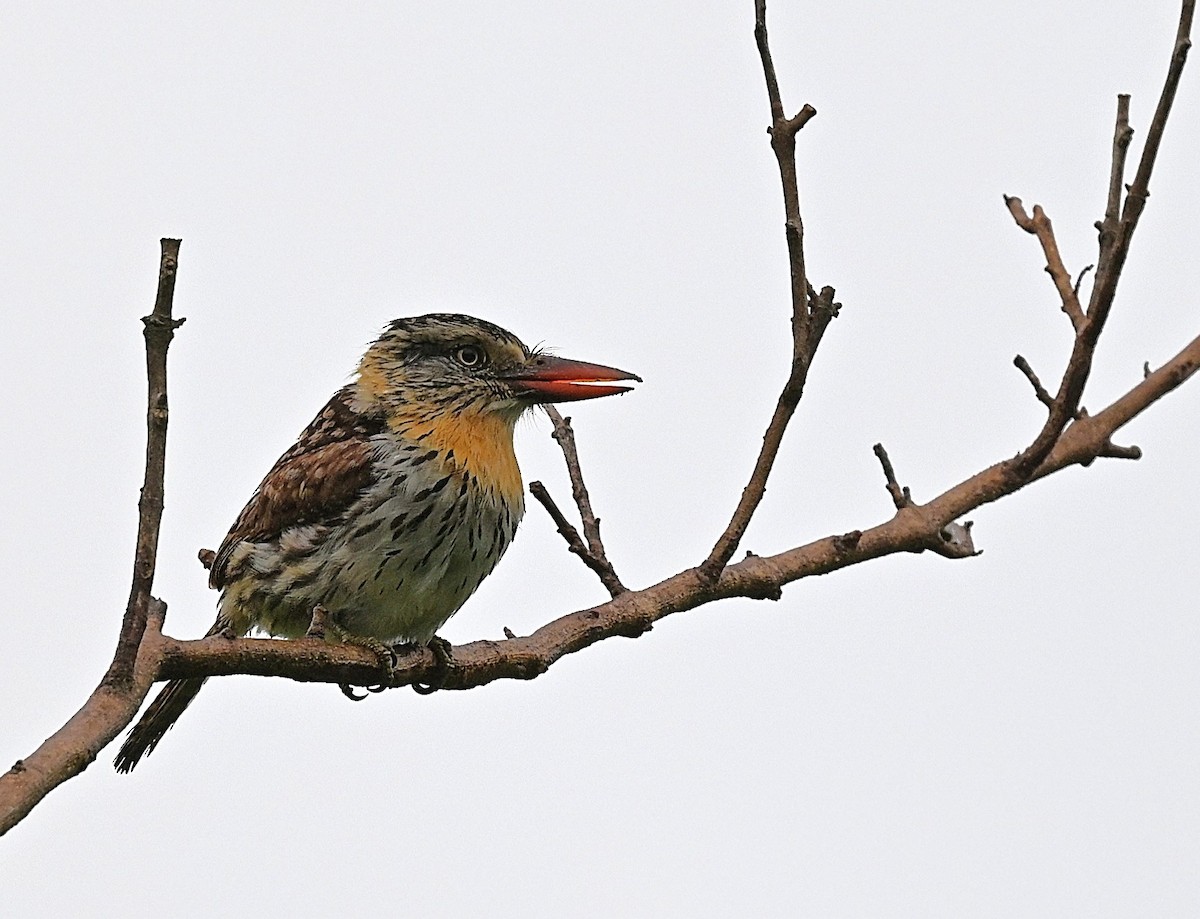 Spot-backed Puffbird - ML646081183