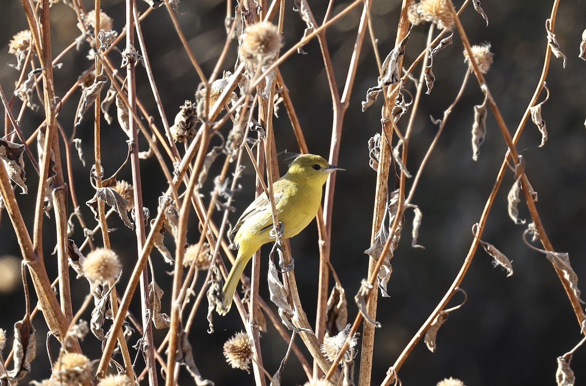 Orchard Oriole - ML646081186