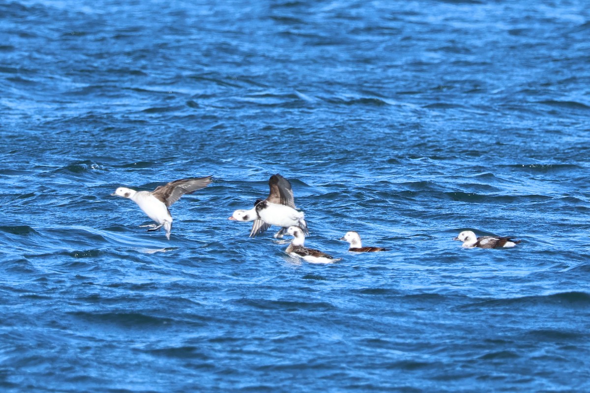 Telkuyruk - ML646081187