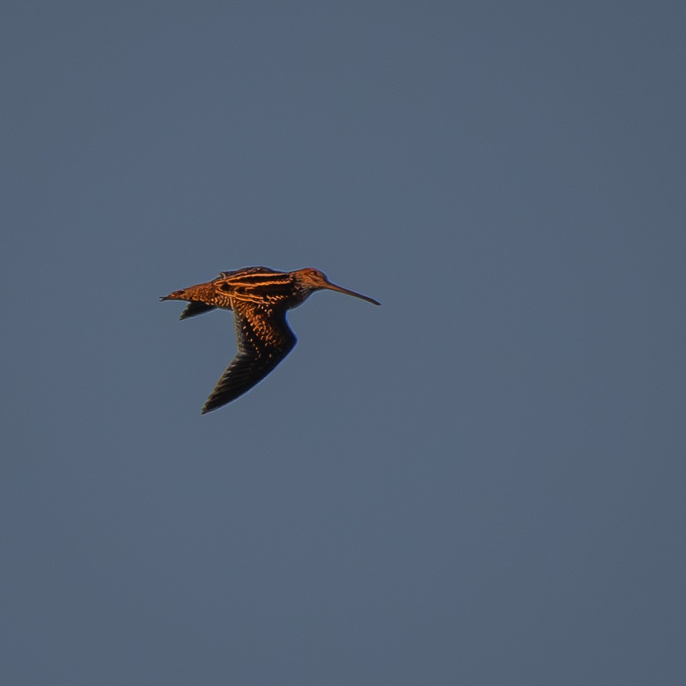 Wilson's Snipe - ML646081190