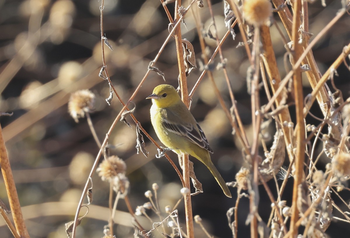 Orchard Oriole - ML646081194
