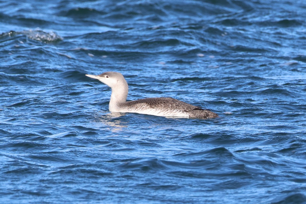 Kızıl Gerdanlı Dalgıç - ML646081195